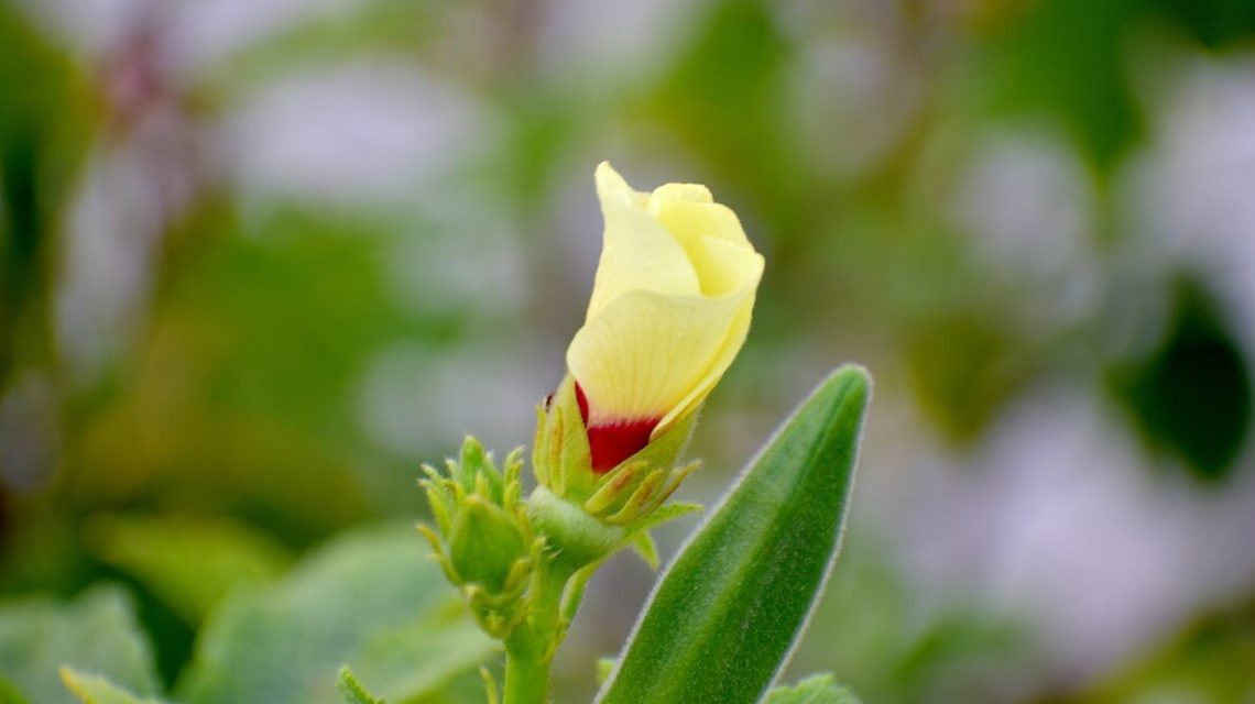 okra-health-benefits