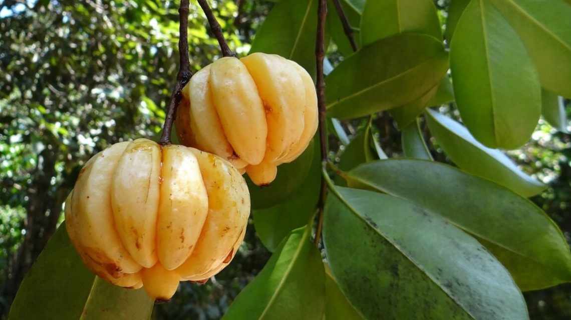 health-benefits-garcinia-cambogia