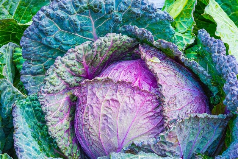 cabbage low-calorie vegetable