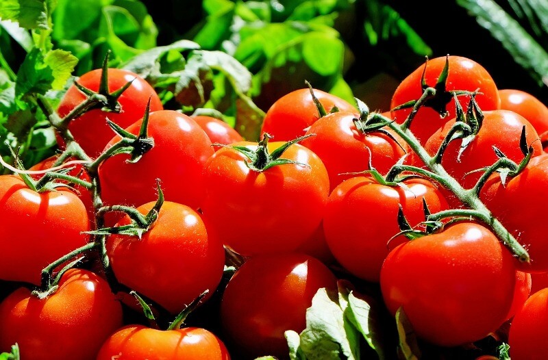 tomatoes help you burn fat