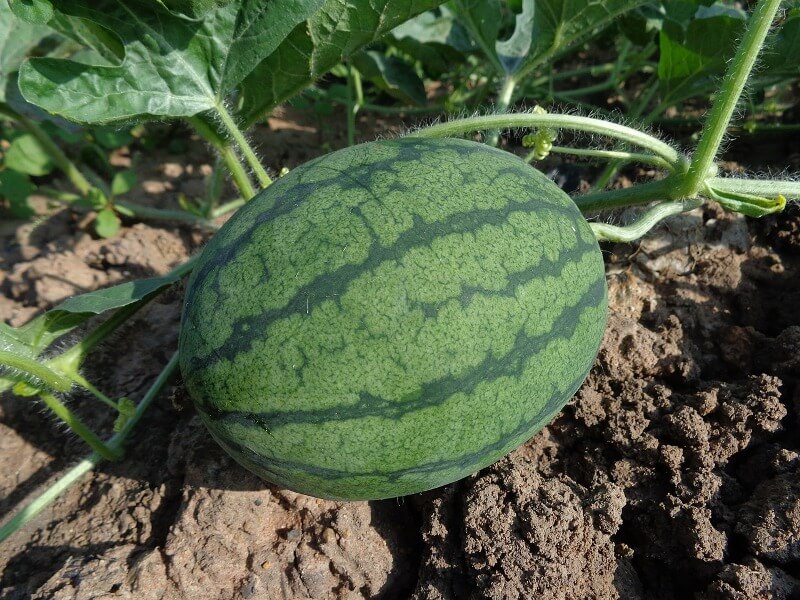 watermelon provide key vitamins