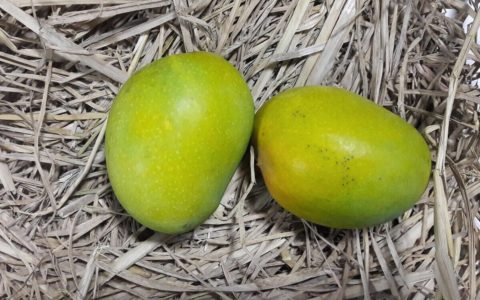 mango-health-benefits