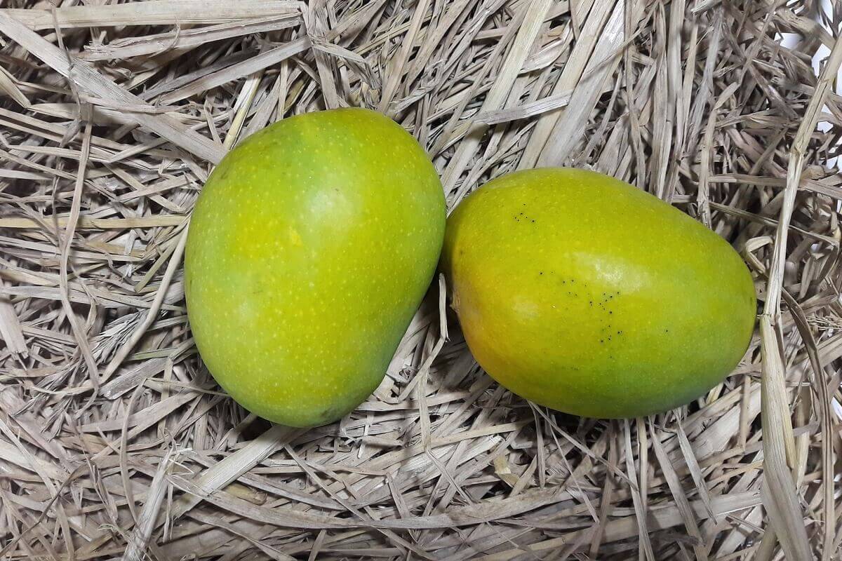 11 Amazing Health Benefits of Mangoes