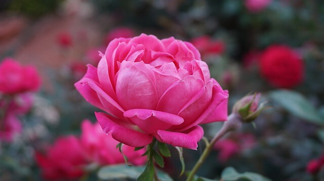 rose-floral-fragrances