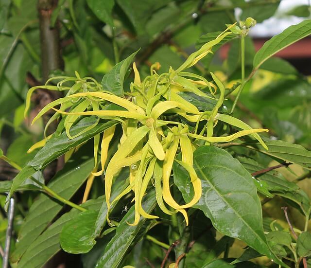 ylang-ylang-flower