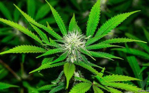 legalized-marijuana