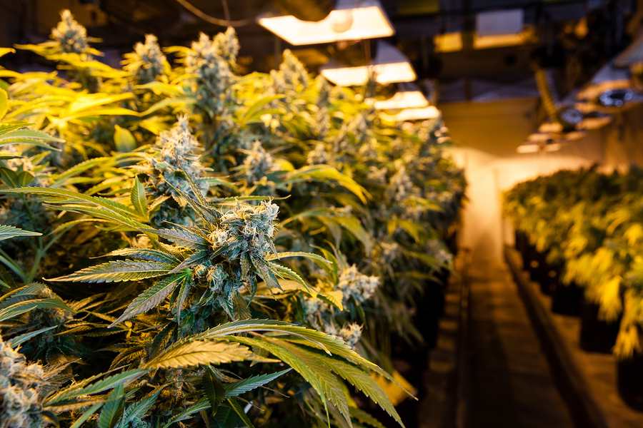 marijuana business