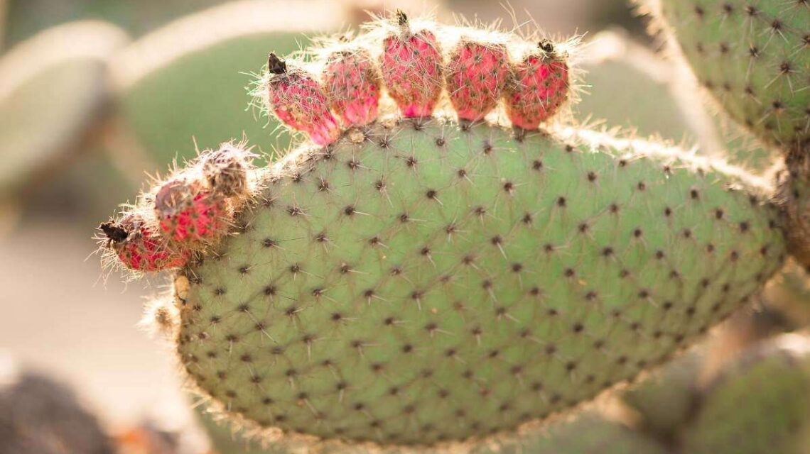 cactus oil for hair growth