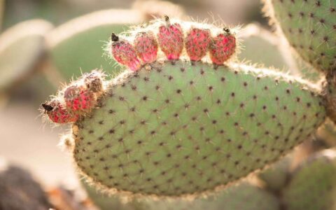 cactus oil for hair growth