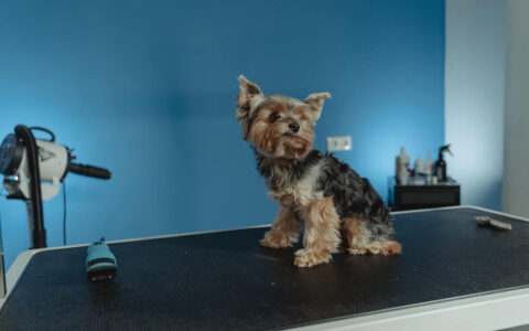 Help Your Dog Lose Weight