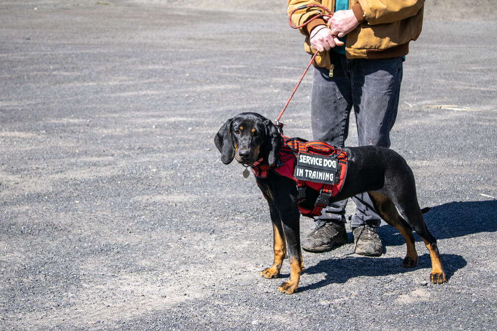 service dog in companionship training