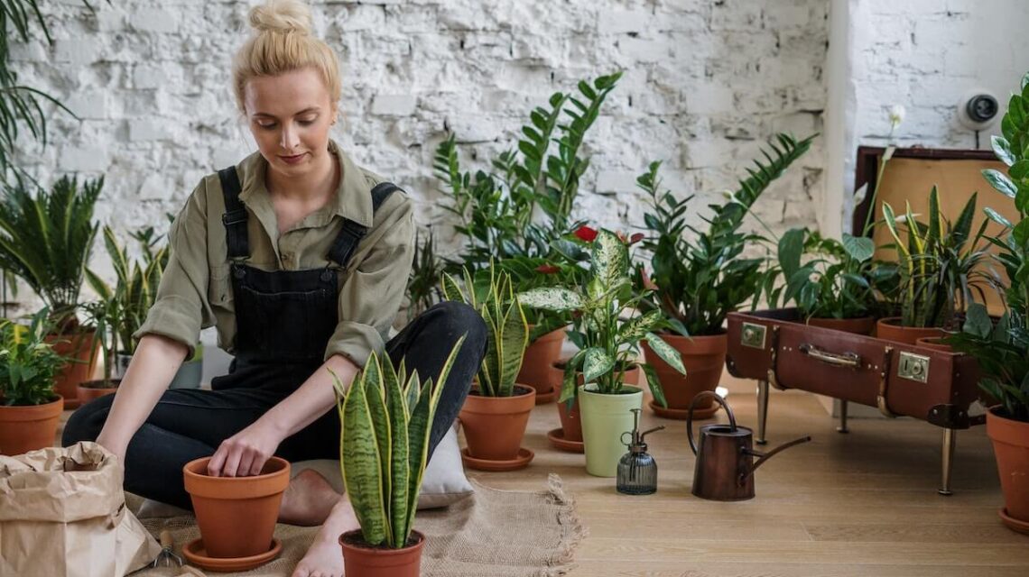 Houseplants That Improve Air Quality