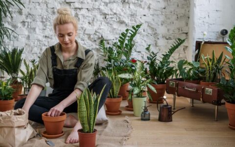 Houseplants That Improve Air Quality